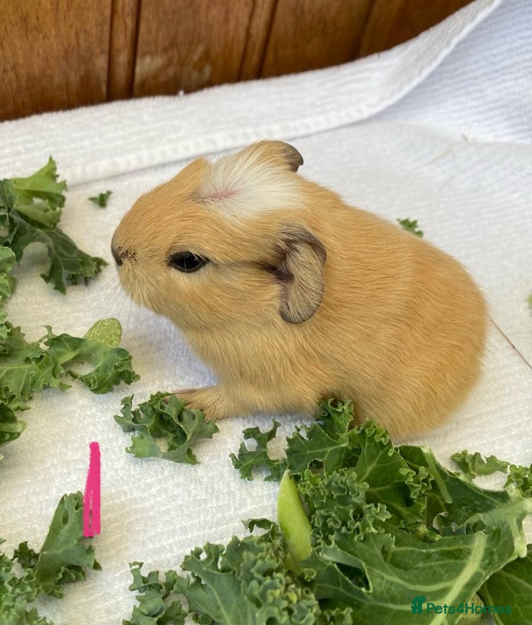 Guinea Pig rodents for sale: 1no Gorgeous baby Guinea pigs - Girls - Image 4