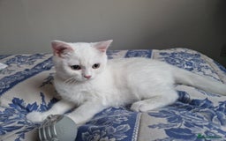 British Shorthair cats for stud: BSH stud, Golden shaded, Emerald eyes, NY 11 - Image 10