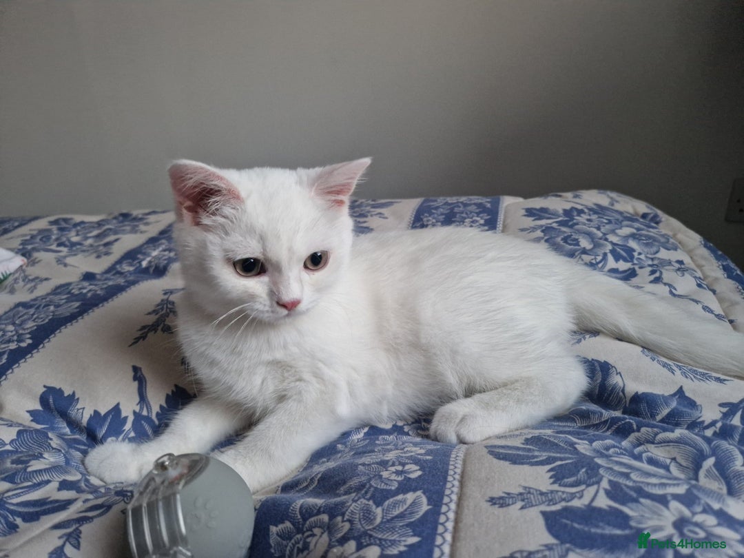 British Shorthair cats for stud: BSH stud, Golden shaded, Emerald eyes, NY 11 - Image 10