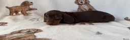 Dachshund dogs for sale: Dachshund puppies for sale  in Basildon - Advert 14