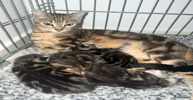 Bengal cats - Advert 10