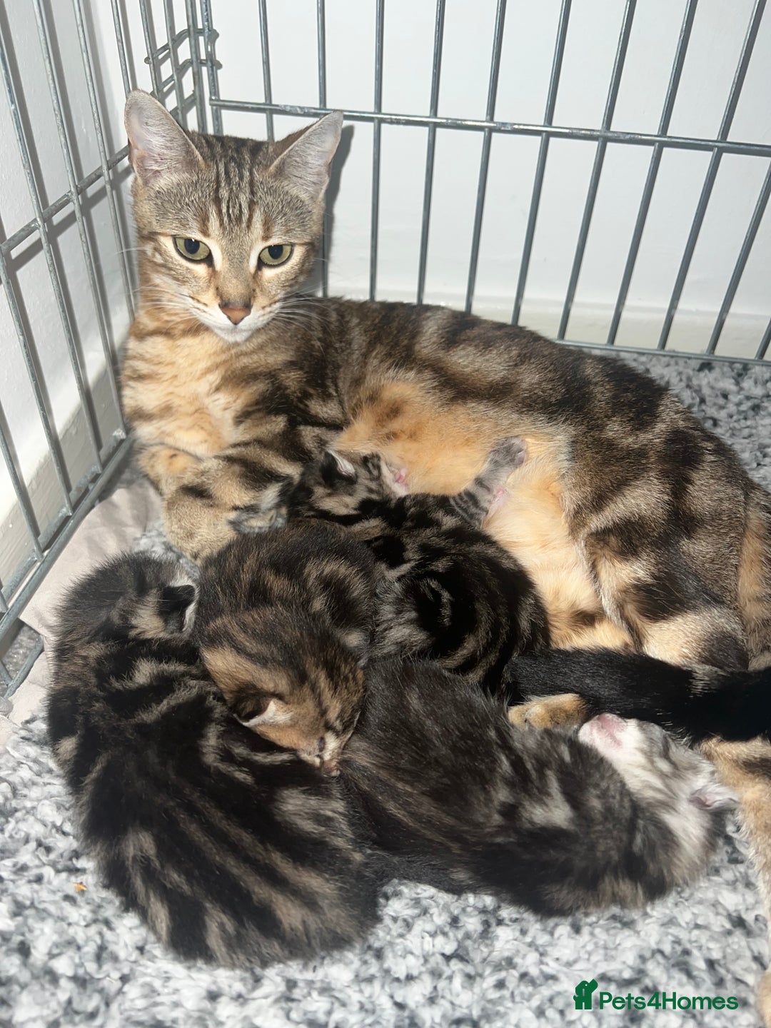Bengal cats for sale: Bengal  kittens - Image 2