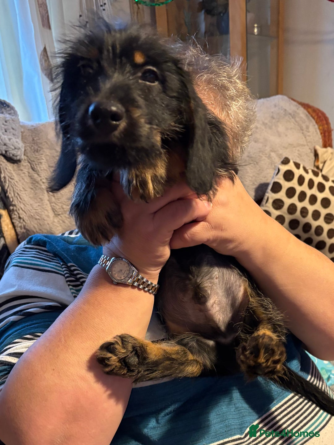 Mixed Breed dogs for sale: Beautiful Dorkie puppies Ready Now!! - Advert 11