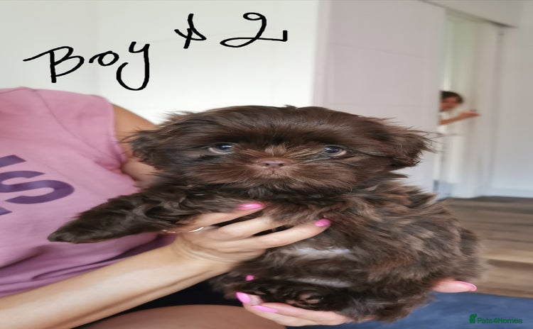 Shih Tzu dogs - Advert 2