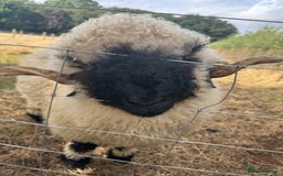 Sheep livestock for sale:  Black nose valais x3 breeding trio - Image 2