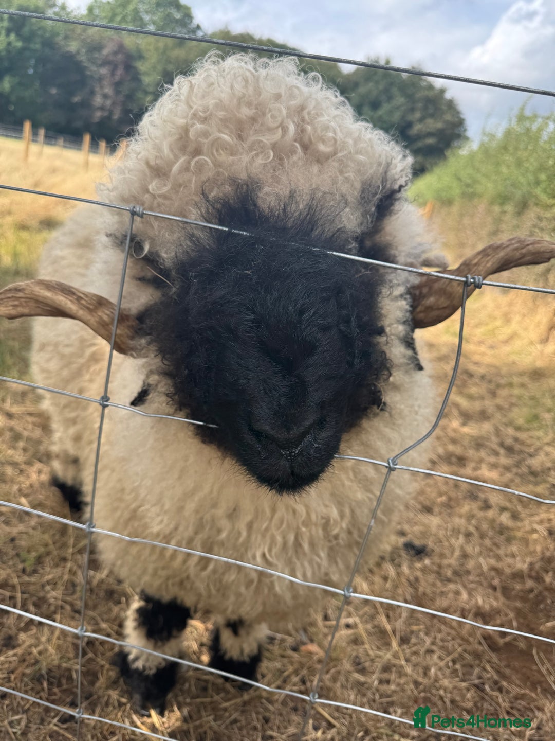 Sheep livestock for sale:  Black nose valais x3 breeding trio - Image 2