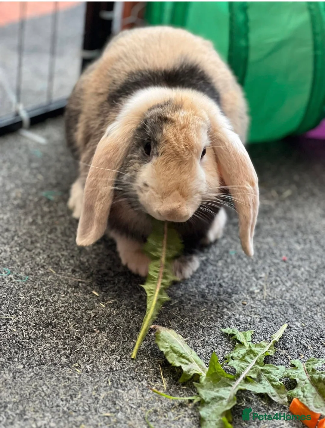 Mini Lop rabbits for sale: 2 female mini lop bunnies - Advert 2