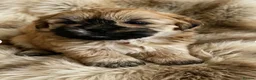 Shih Tzu dogs for sale: GORGEOUS MALSHI~POOS ~ SHIH TZU TYPE  - Advert 2