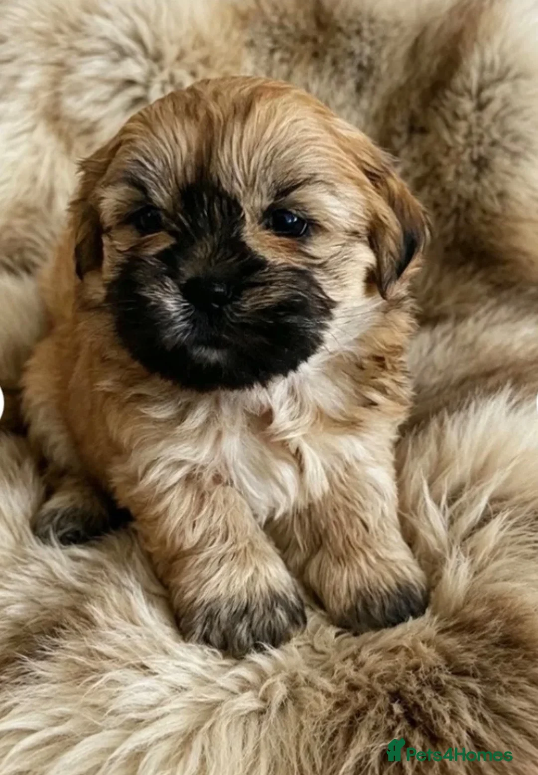 Shih Tzu dogs for sale: GORGEOUS MALSHI~POOS ~ SHIH TZU TYPE  - Advert 2