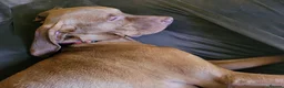 Hungarian Vizsla dogs for sale: Exceptional Three Year Old Neuteted Male - Advert 5