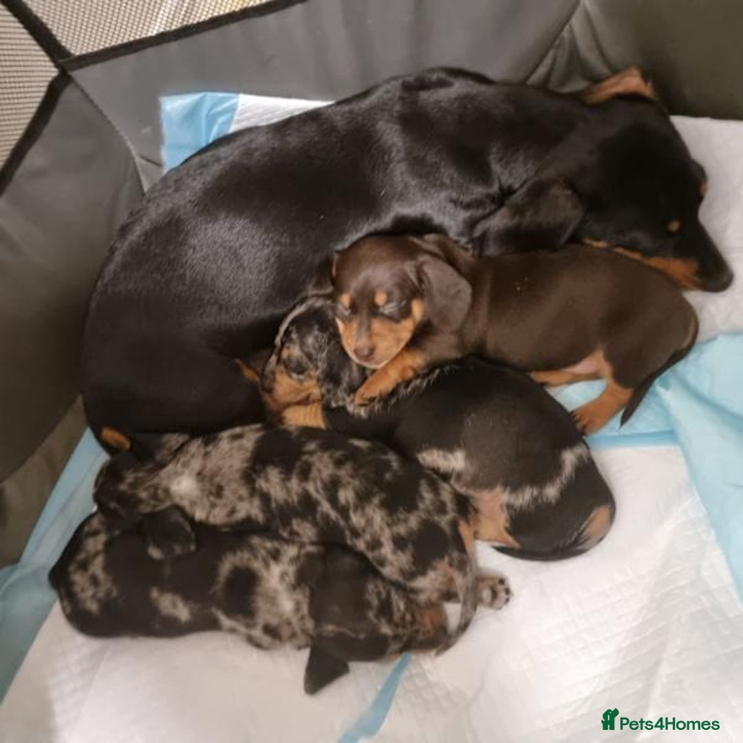 Miniature Dachshund dogs for sale: Amazing purebred mini Dachshunds smoothhair - Image 7
