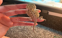 Dragon reptiles for sale: Viticans dragon - Image 17