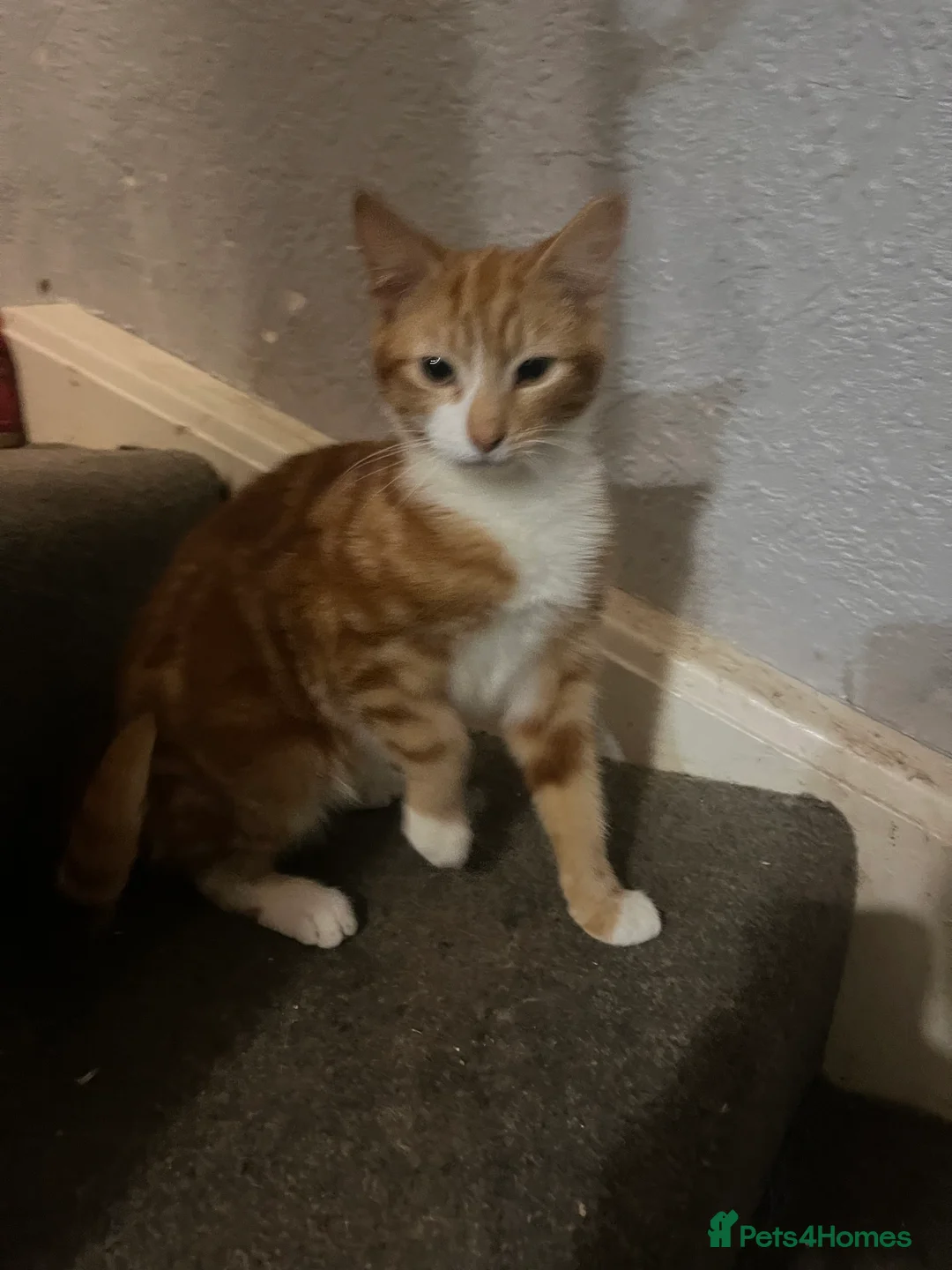 Mixed Breed cats for sale: Kittens - Advert 7