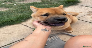 Chow Chow dogs - Advert 8
