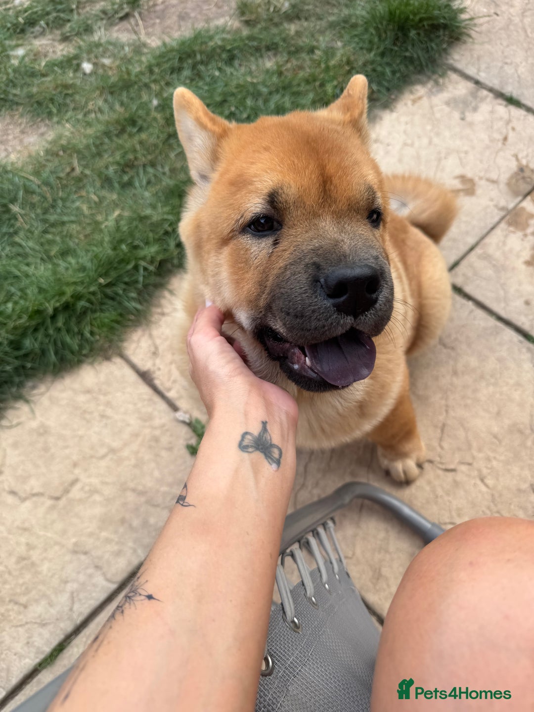Chow Chow dogs for sale: KC registered smooth chow chow  - Image 2