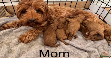 Cavapoo dogs - Advert 13
