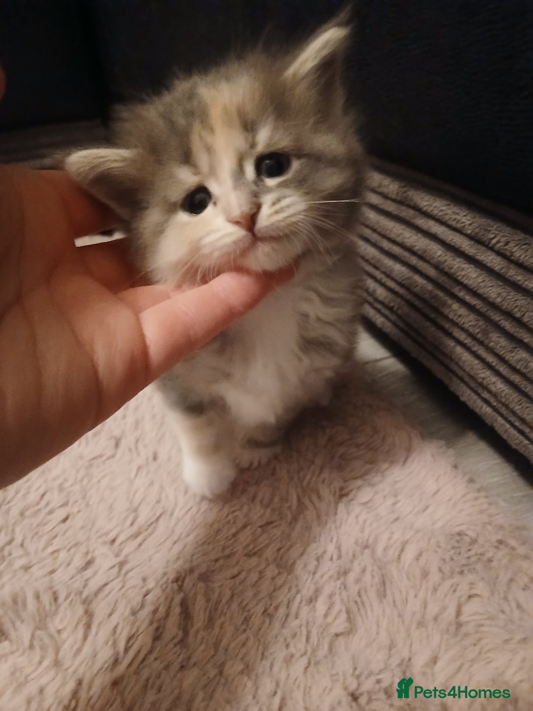 Maine Coon cats for sale: Mainecoon kittens  - Image 14