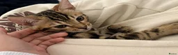 Bengal cats for sale: 🐅Gorgeous 😍One of a Kind Dream Bengal Boy!🐅 - Advert 19