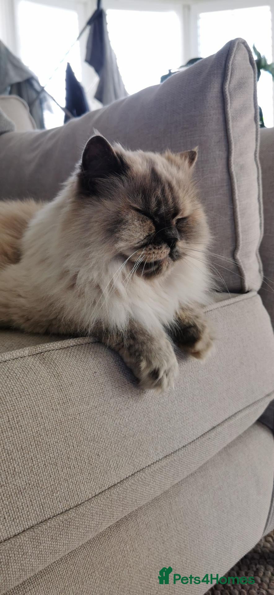 Persian cats 5 year old Female Himalayan Persian - Advert 11