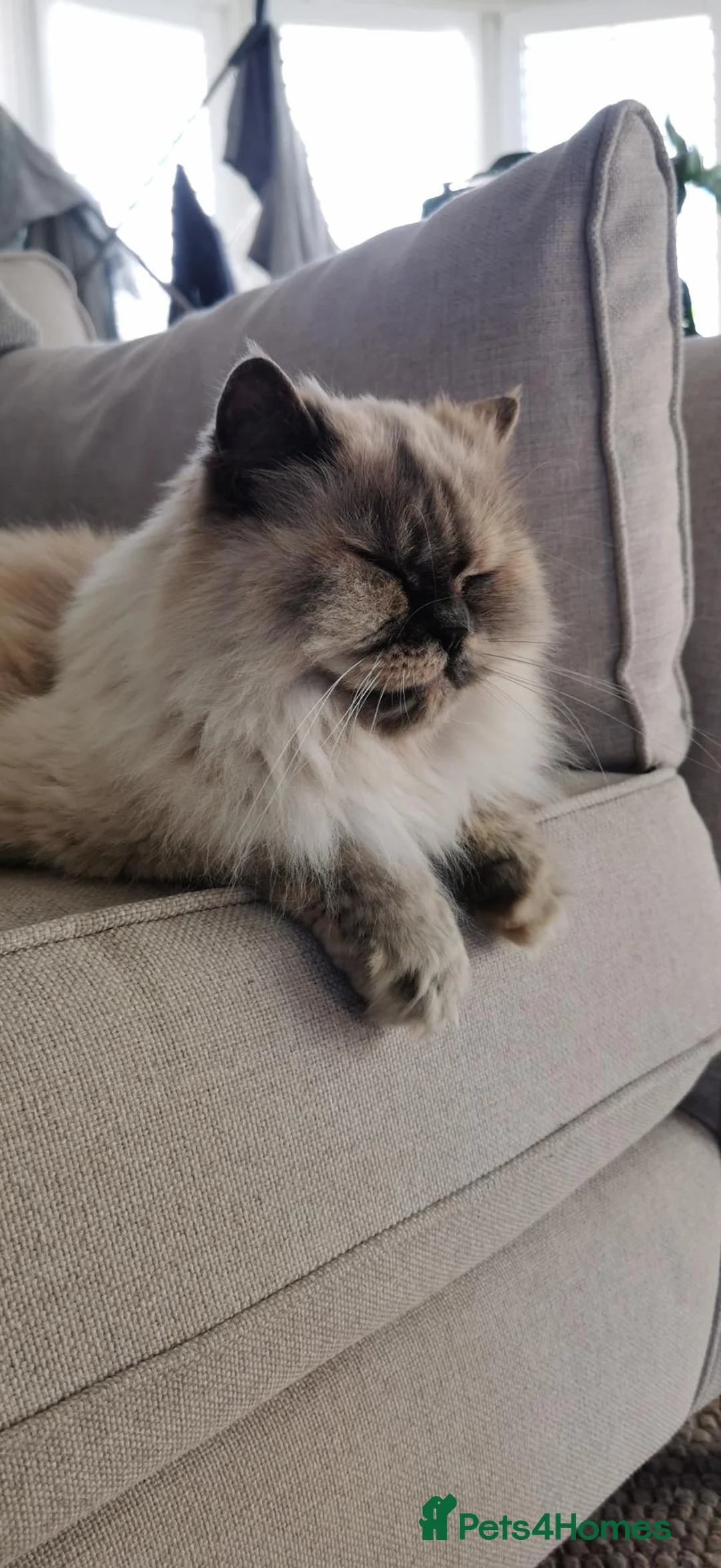 Persian cats for sale: 5 year old Female Himalayan Persian - Advert 2
