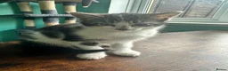 Mixed Breed cats for sale: 🐾 Two lovely little girls ready to go!  🐾 - Advert 5
