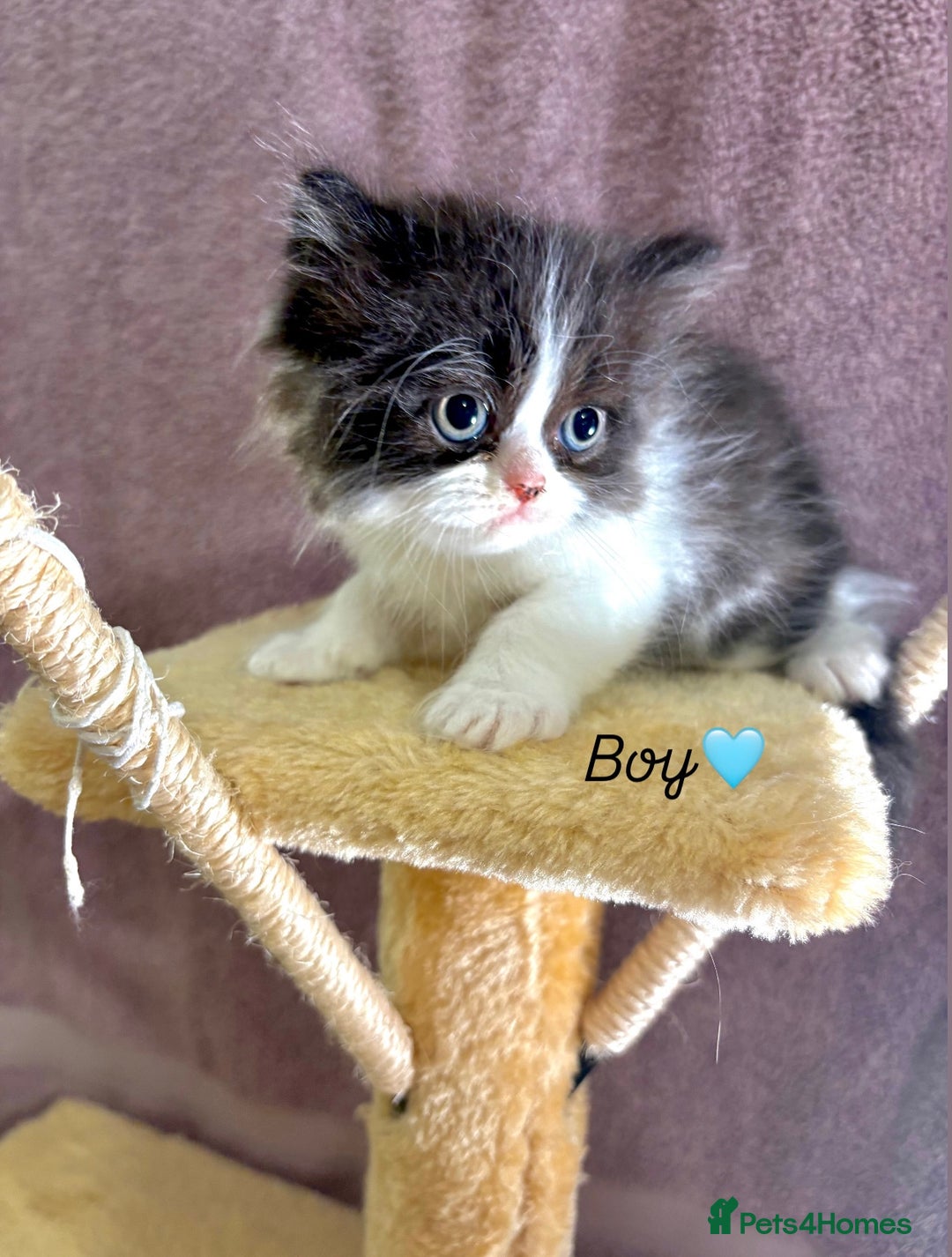 Persian cats for sale: Purebred Persian Kittens Rare White Coat&Blue Eyes - Image 3