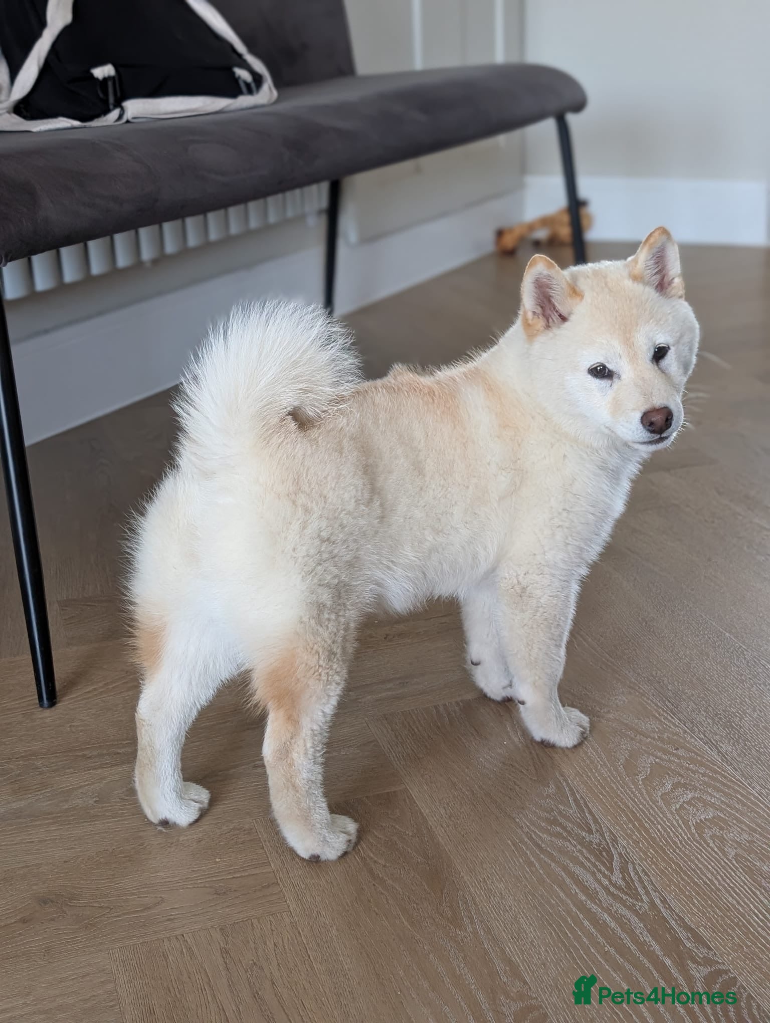 Japanese Shiba Inu dogs White shiba puppy again looking for home  - Advert 12