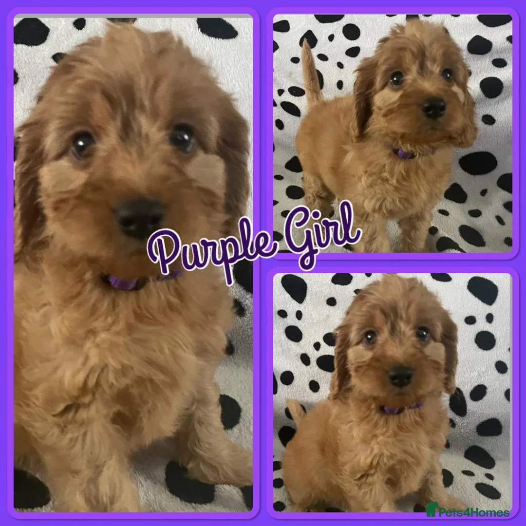 Cockapoo dogs for sale: Stunning F1 Cockapoo Puppies - Advert 1