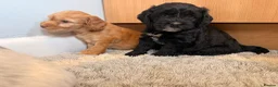 Cockapoo dogs for sale: 🏡Ready to leave cockerpoos 🐶🏡 in Marlborough - Advert 14