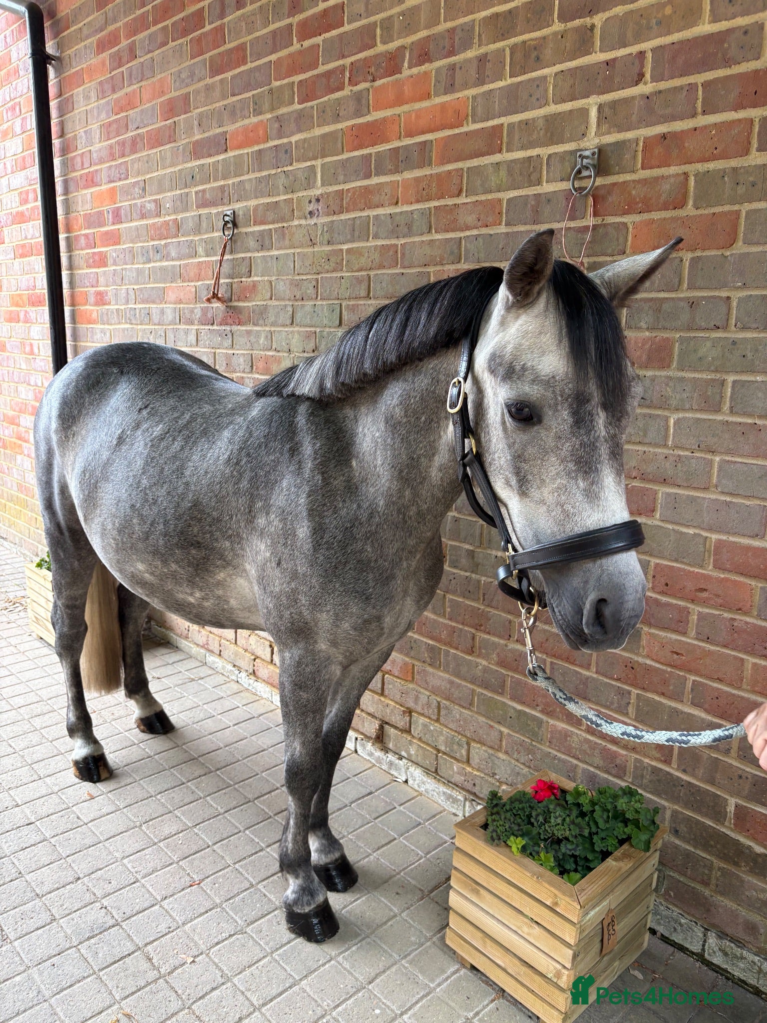New Forest horses Fun family pony prospect  - Advert 1