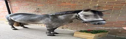 New Forest horses for sale: Fun family pony prospect  - Advert 1