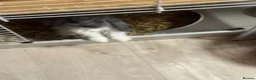 Mixed Breed rabbits for sale: Dwarf lop eared bunnies x3 in Basildon - Advert 2
