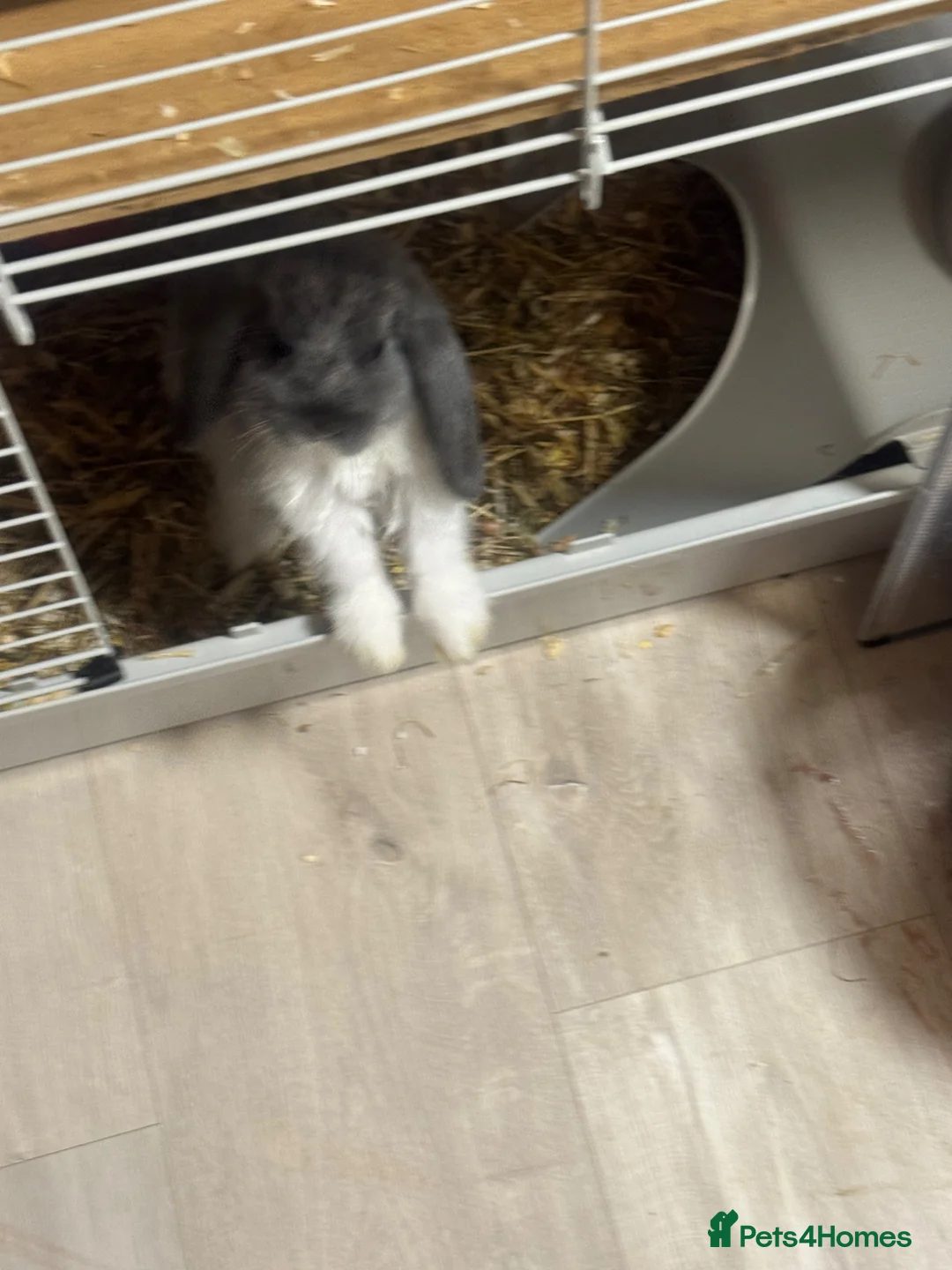 Mixed Breed rabbits for sale: Dwarf lop eared bunnies x3 in Basildon - Advert 2