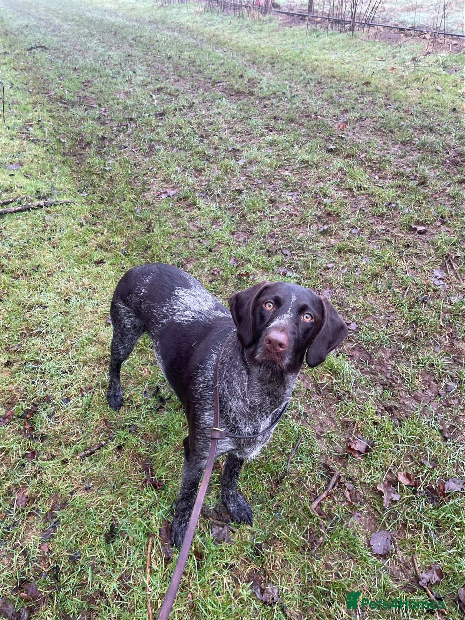 German Wirehaired Pointer dogs German Wire Haired pointer , Litter Due July  - Advert 1