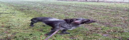 German Wirehaired Pointer dogs for sale: KC Reg German Wirehaired pointers Due July  - Advert 1