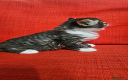 Domestic Shorthair cats for sale: Male and female  - Image 23