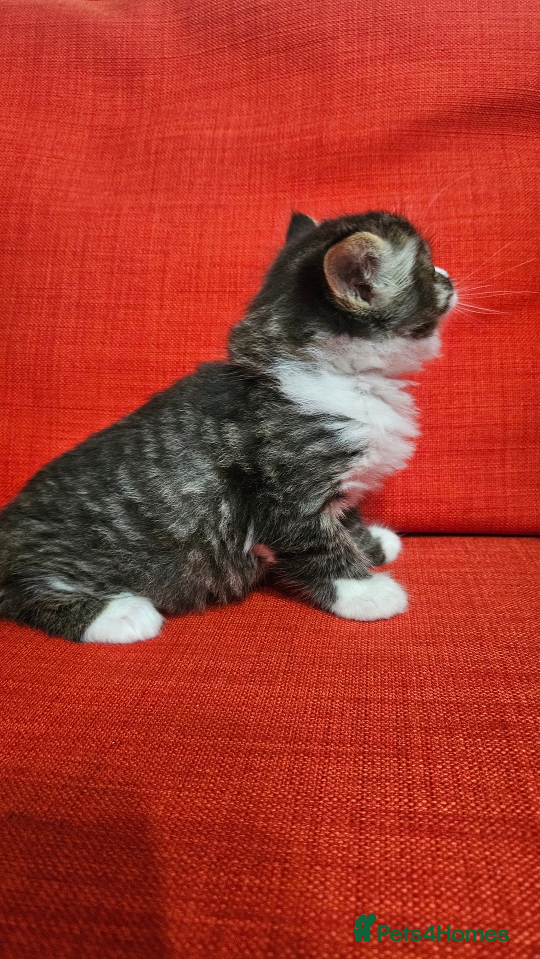 Domestic Shorthair cats for sale: Male and female  - Image 23