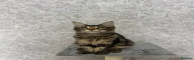 Maine Coon Kitten 2