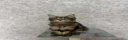 Maine Coon cats for sale: Stunning Purebred TICA Reg Maine Coon Kittens in London - Advert 3