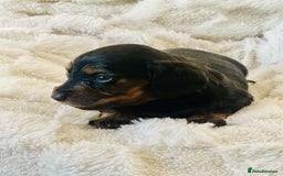 Miniature Dachshund dogs for sale: Long haired dachshund  - Image 20