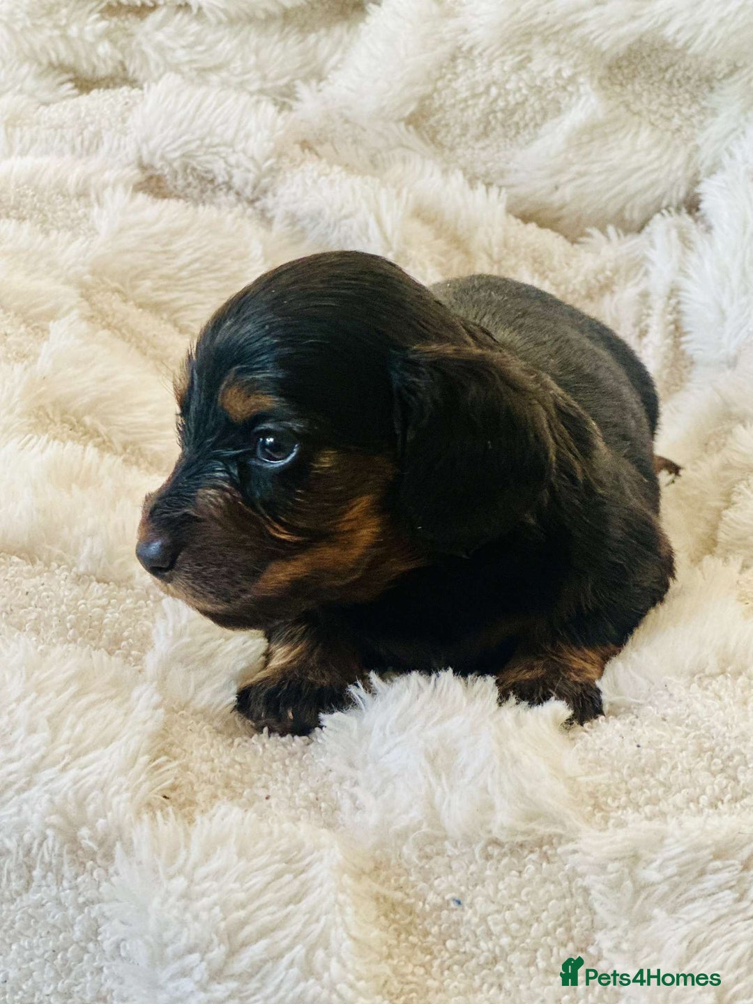Miniature Dachshund dogs for sale: Long haired dachshund  - Image 20