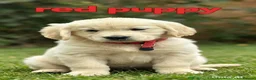 Golden Retriever dogs for sale: ⭐️ health tested golden retrievers ⭐️ - Advert 8
