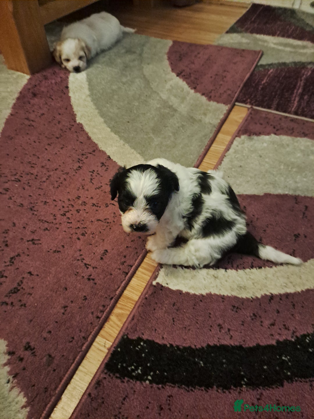 Bichon Frise dogs for sale: 4beautiful Bichon Frise puppies (3boys and 1 girl) - Advert 38