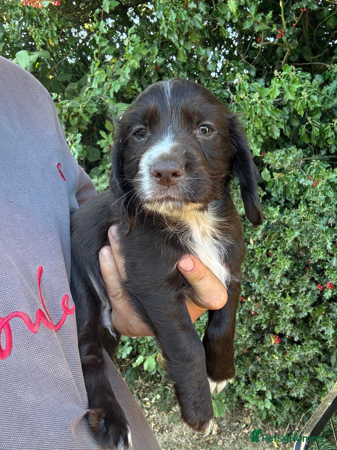 Cocker Spaniel dogs for sale: Beautiful cocker spaniel puppies - Image 2
