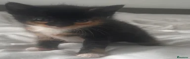 Female patched calico
