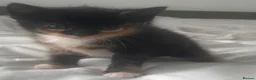 Mixed Breed cats for sale: 2male, 2 female kittens - Advert 15