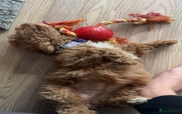 Cavapoo dogs for sale: 6 month old cavapoo (Cora) - Image 6