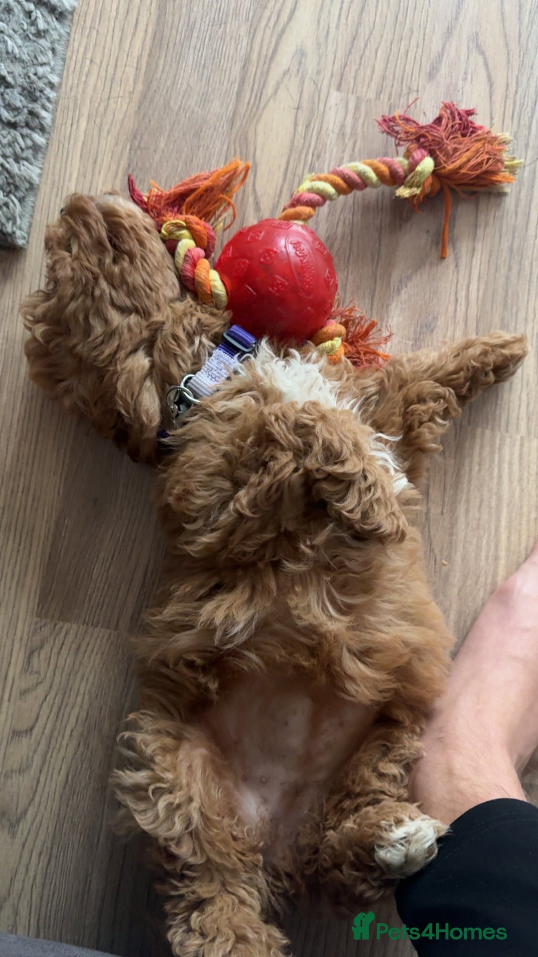 Cavapoo dogs for sale: 6 month old cavapoo (Cora) - Image 6