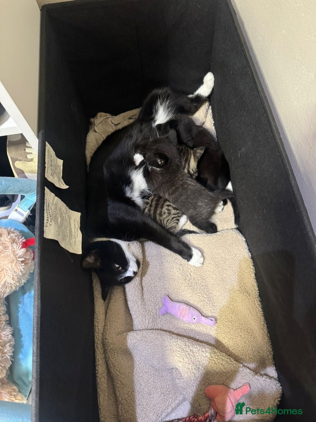 Mixed Breed cats for sale: 3 beautiful kittens for sale!! - Image 2