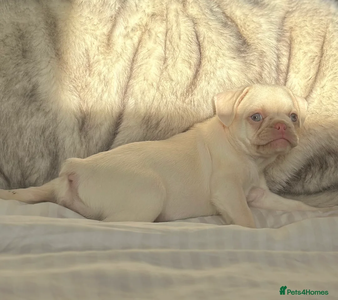 French Bulldog dogs for sale: READY NOW KC registered French Bulldog puppies - Advert 3
